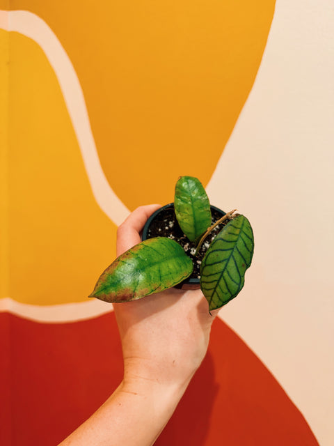 3" Hoya sp. Gunung Gading