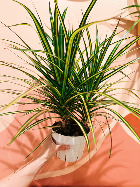 6" Dracaena Marg 'Sun Ray'