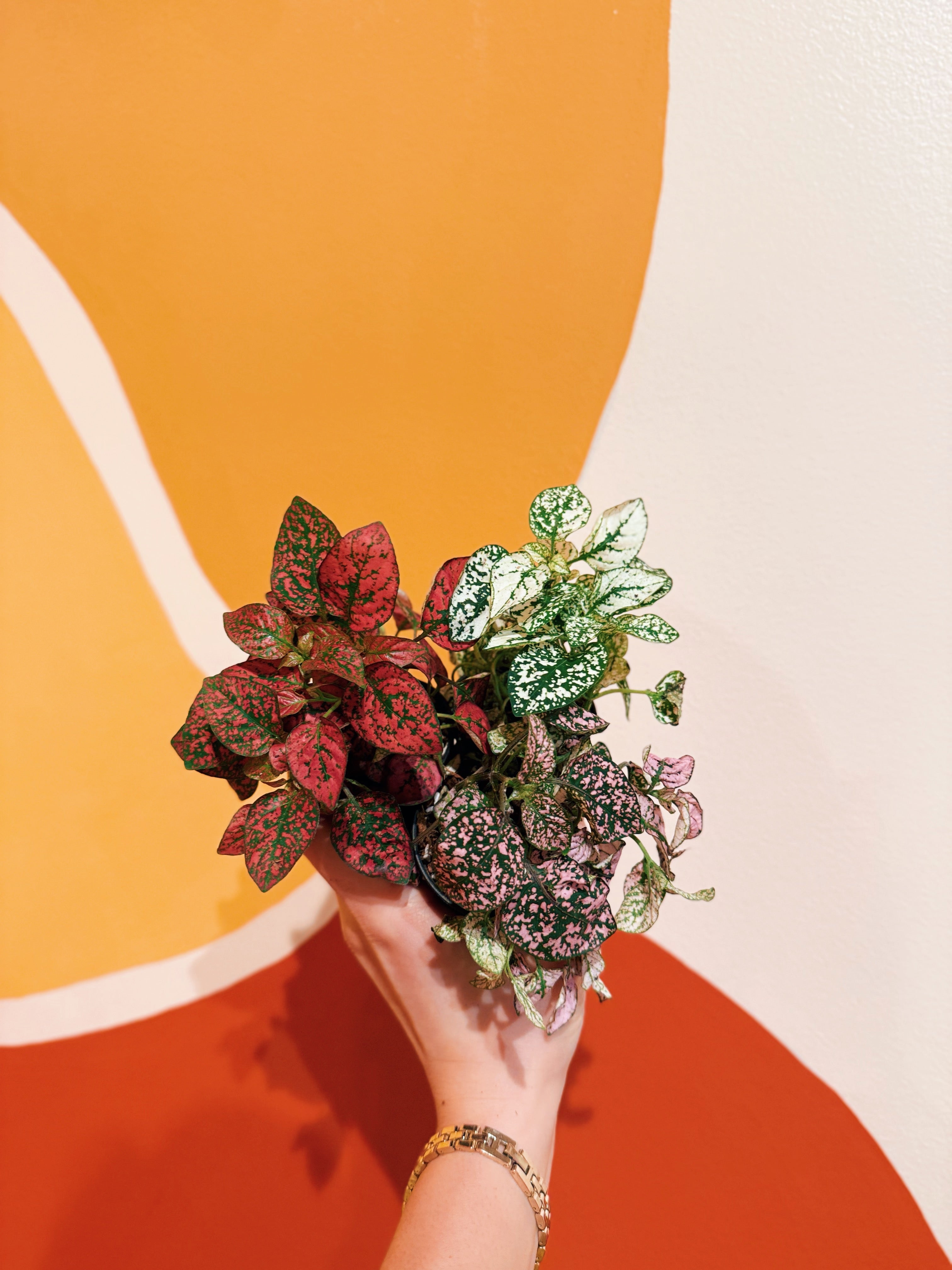 Pet Friendly – Viridian Plant Co