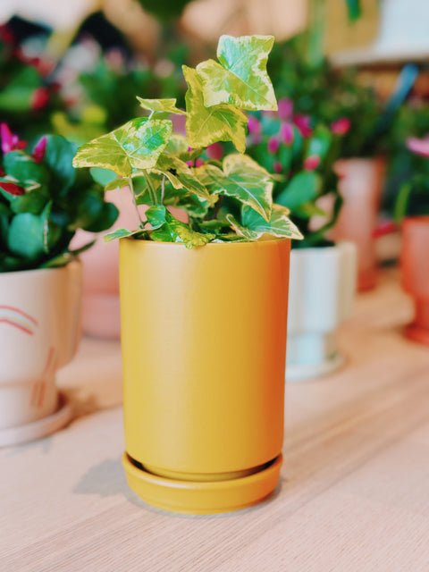 3.25" Tall Cylinder Pot