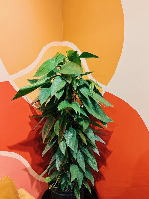 10" Epipremnum Pin. Cebu Blue