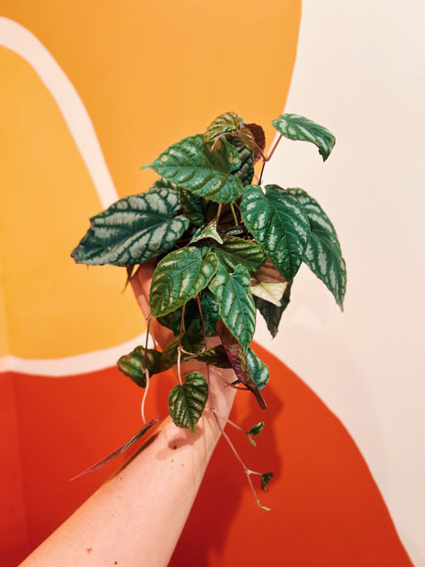 4" Cissus Javana "Discolor"