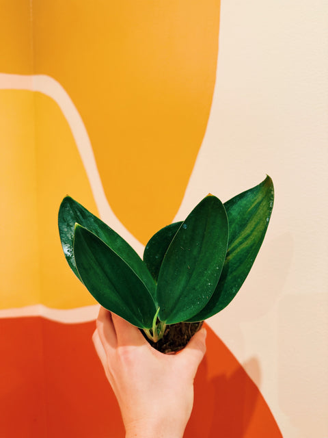 4" Scindapsus Treubii F. Dark