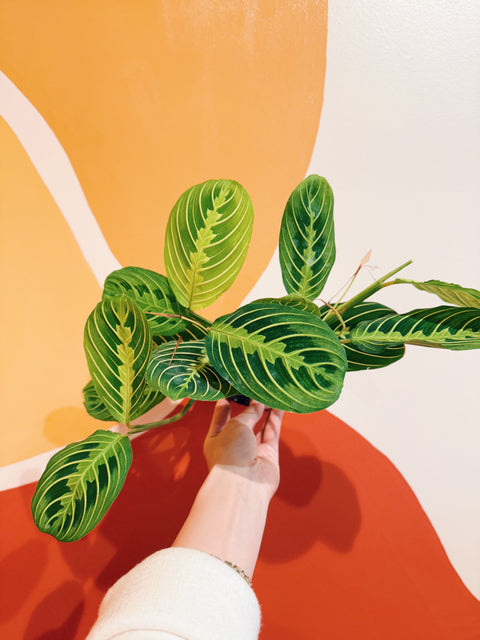 prayer plant tattoo 4" Maranta Leuc. Lemon Lime – Viridian Plant Co