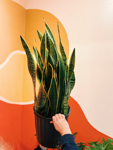 10" Sansevieria tri. var. laurentii