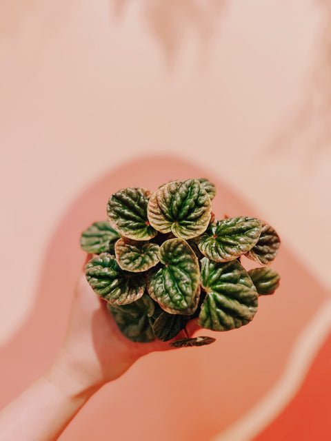 4" Peperomia Caperata