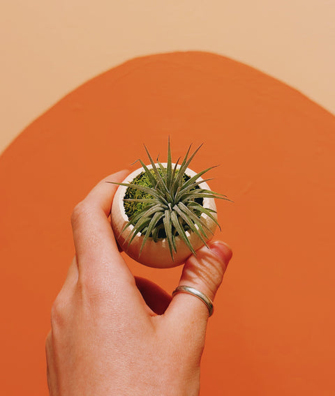 Seed Pod Airplant Holder