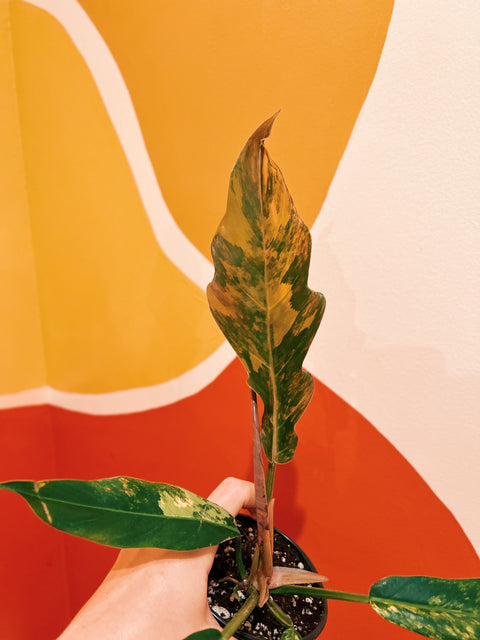4" Philodendron 'Caramel Marble'