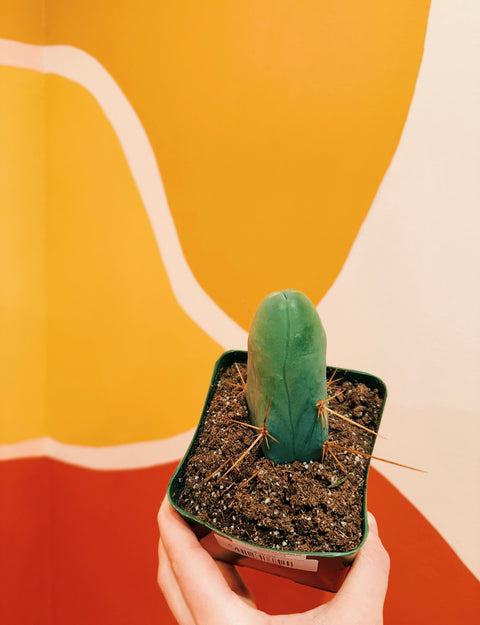 4" Trichocereus Bridgesii Monstrose 'Penis Cactus'