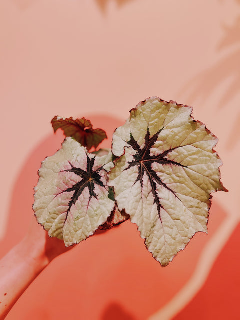 4" Begonia Rex Assorted