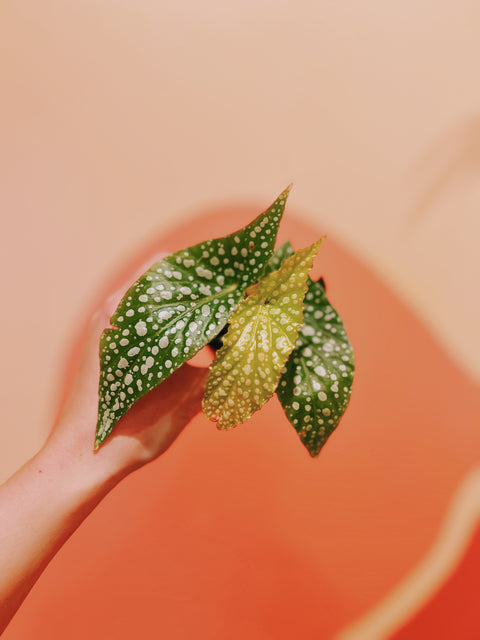 2" Begonia Silver Spot