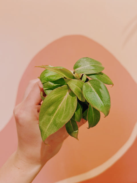 2" Philodendron Gloriosum Dark Form