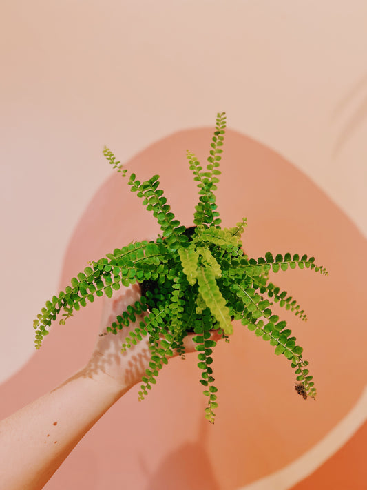 4" Lemon Button Fern