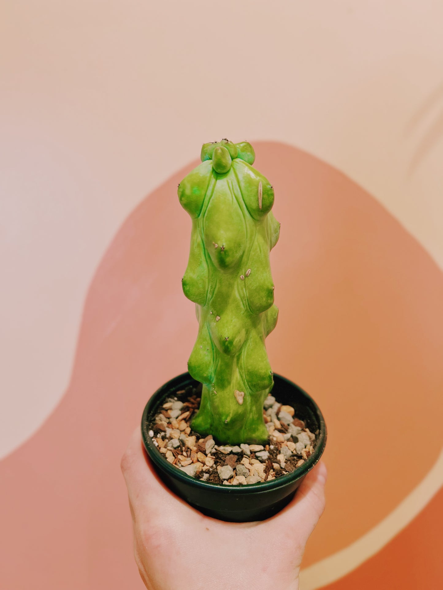 4" Boobie Cactus