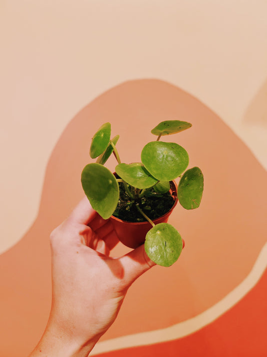 2" Pilea Peperomioides