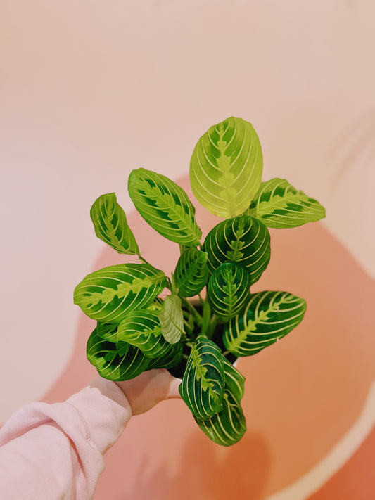 4" Maranta Leuc. Lemon Lime