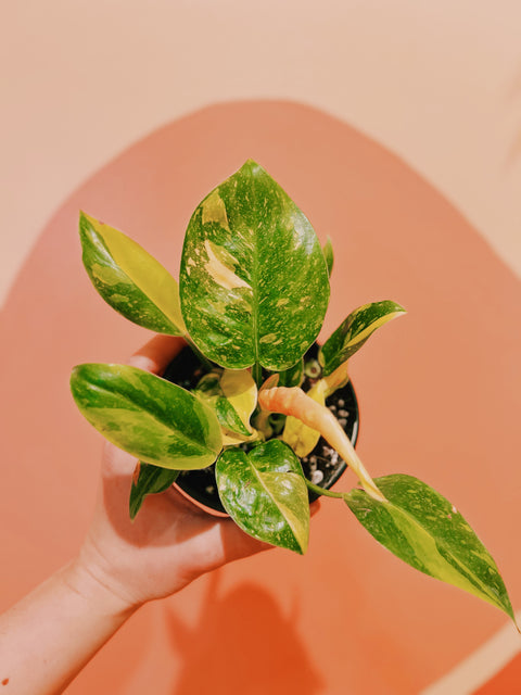 4" Variegated Philodendron 'Congo Green Marble'