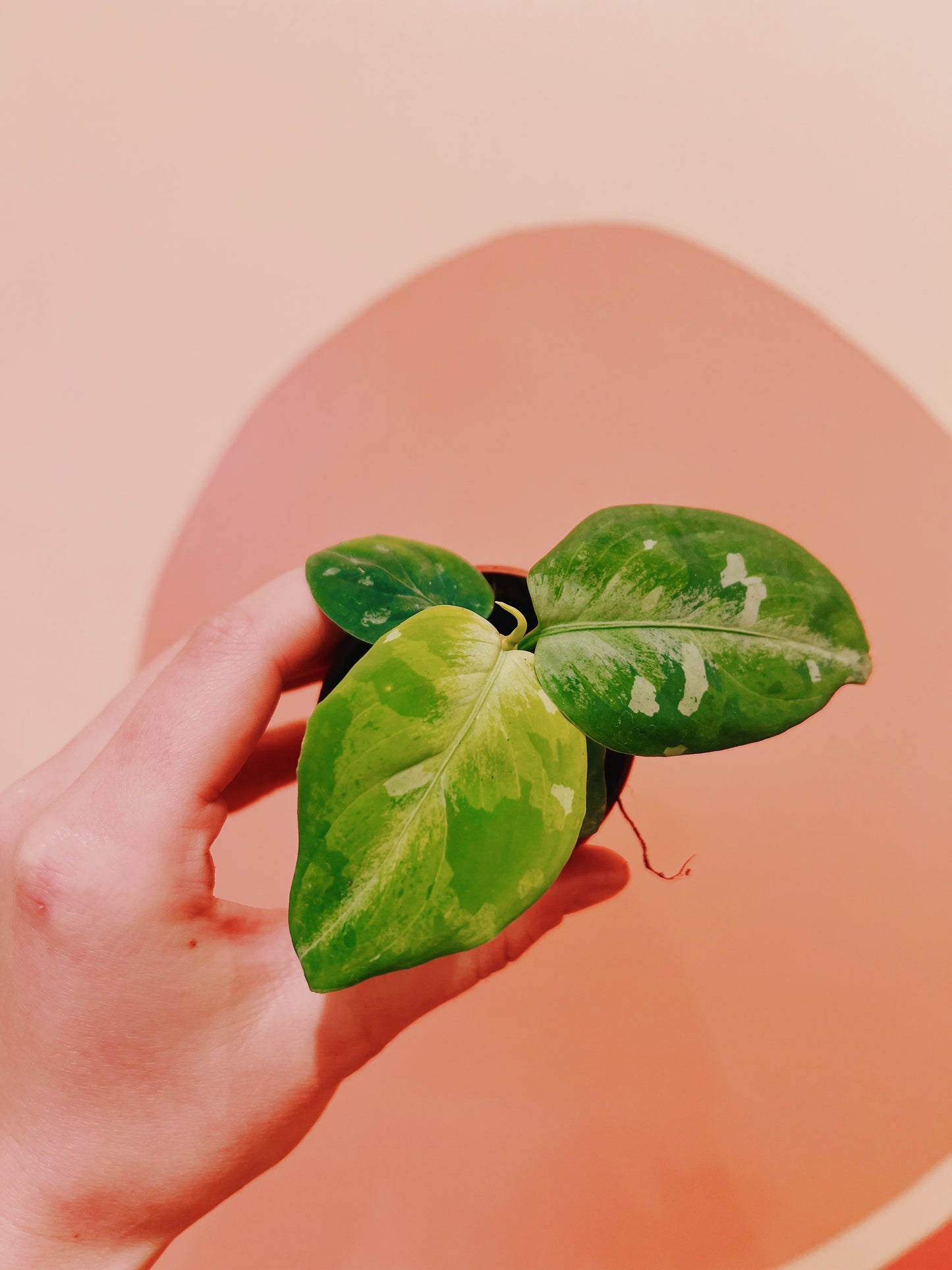 2" Aglaonema Pictum Tricolor