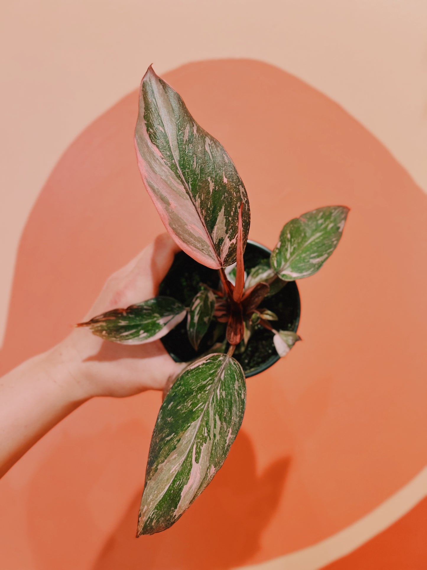 4" Philodendron Pink Princess 'Marble'
