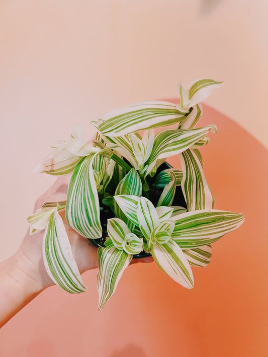 4" Tradescantia Pistachio White