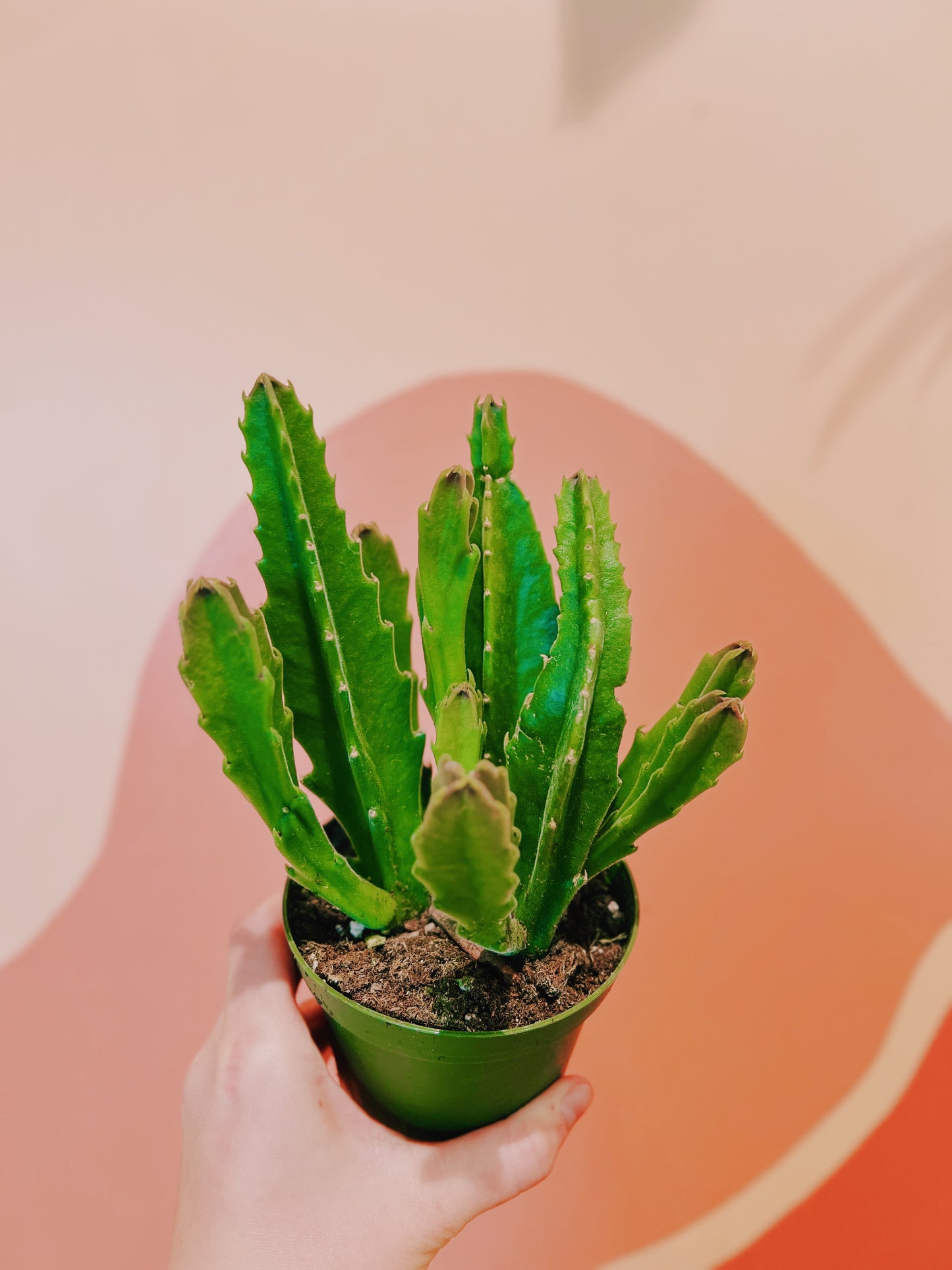 4" Assorted Starfish Flower Cactus