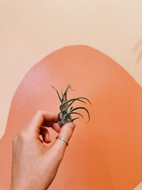 Tillandsia Pruinosa Air Plant