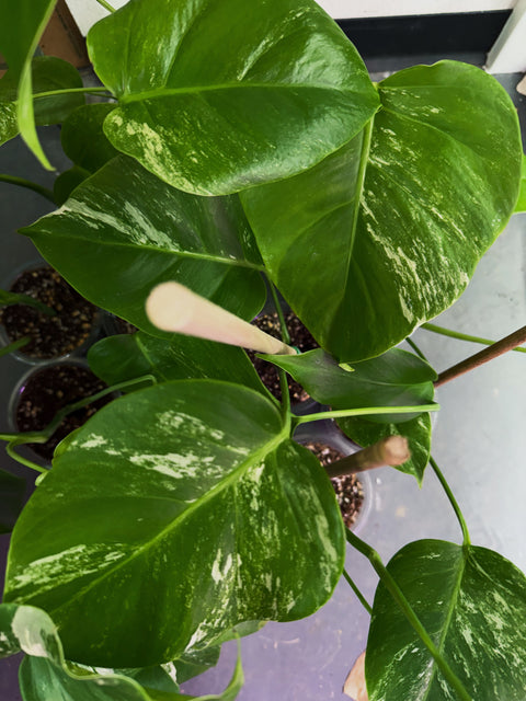 Low Variegation Monstera Albo