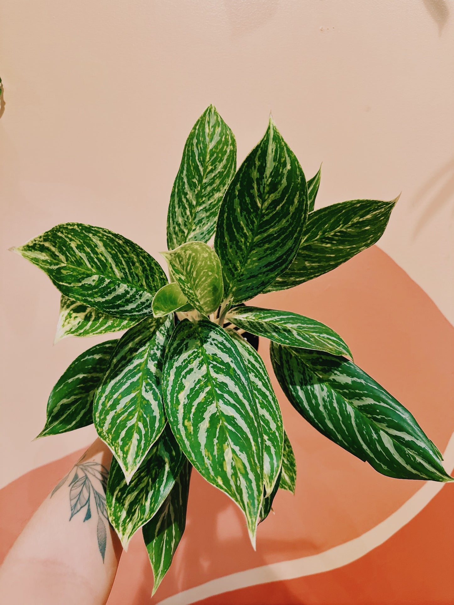 6" Aglaonema 'Golden Madonna'