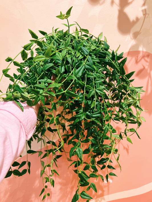 6" Hoya Lanceolata 'Bella' XL