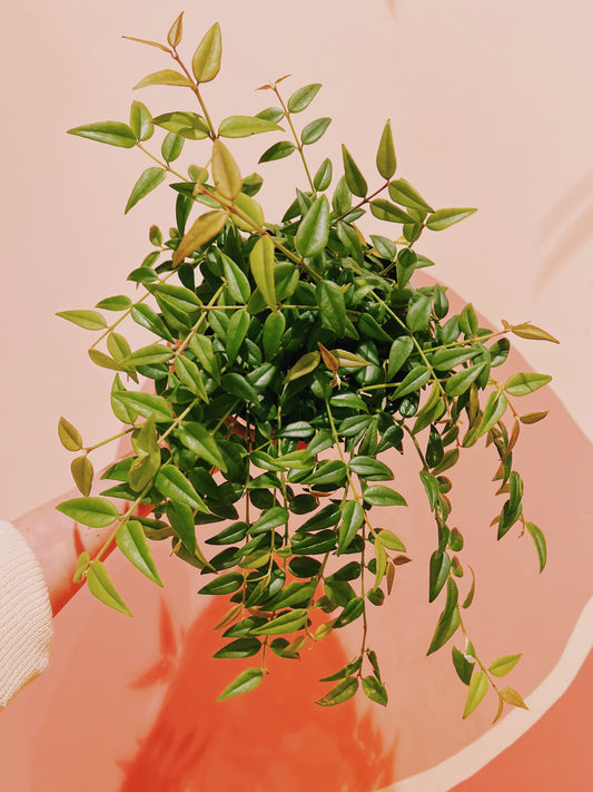 6" Hoya Lanceolata 'Bella'