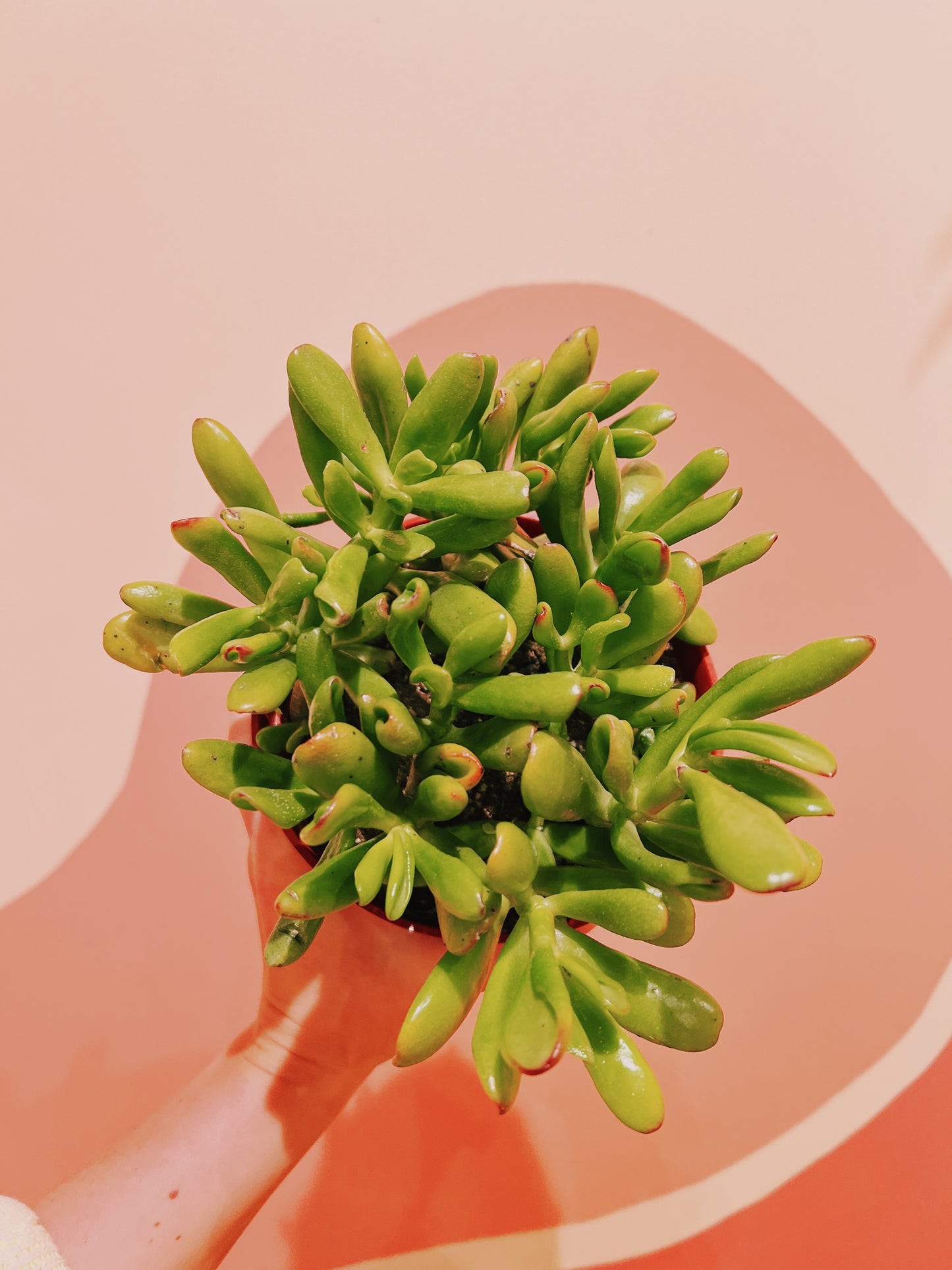 6" Crassula Ovata 'Hobbit'