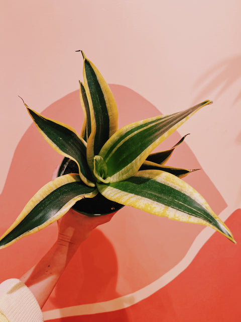 6" Sansevieria Black Gold
