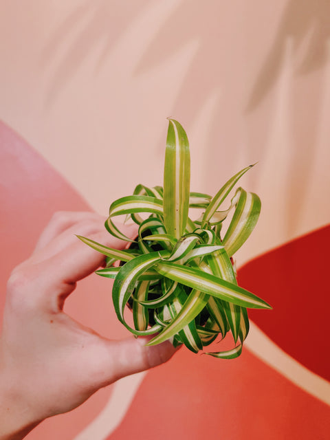 2" Spider Plant Bonnie