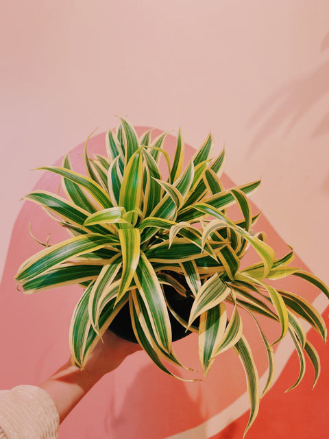 6" Dracaena Reflexa Variegata