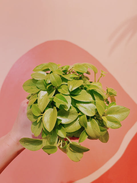 4" Peperomia Orba 'Pixie Lime'