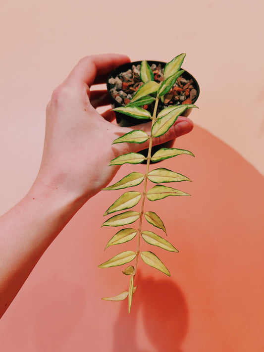 3" Hoya Lanceolata 'Bella Luis Bois'