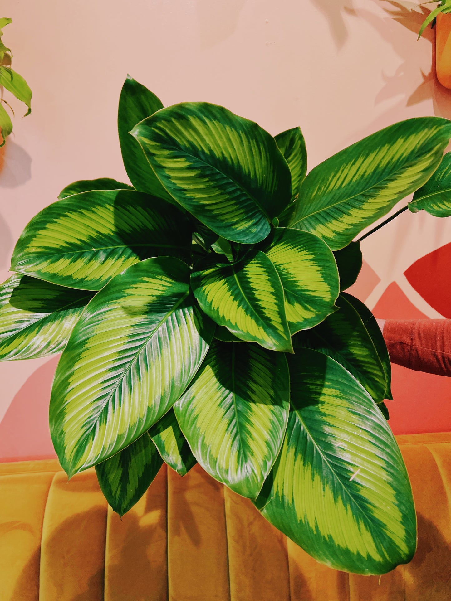 8" Calathea Beauty Star