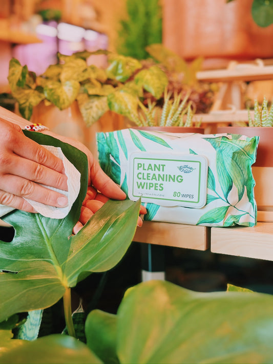 Houseplant Cleaning and Dusting Wipes