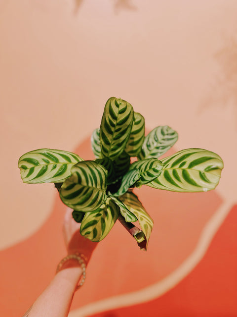 4" Ctenanthe Burle-Marxii 'Fishbone Prayer Plant'