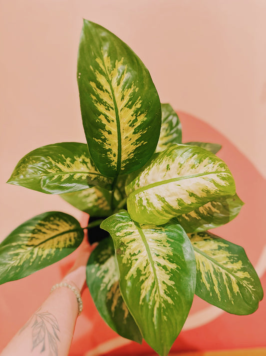 6" Dieffenbachia Tropic Snow