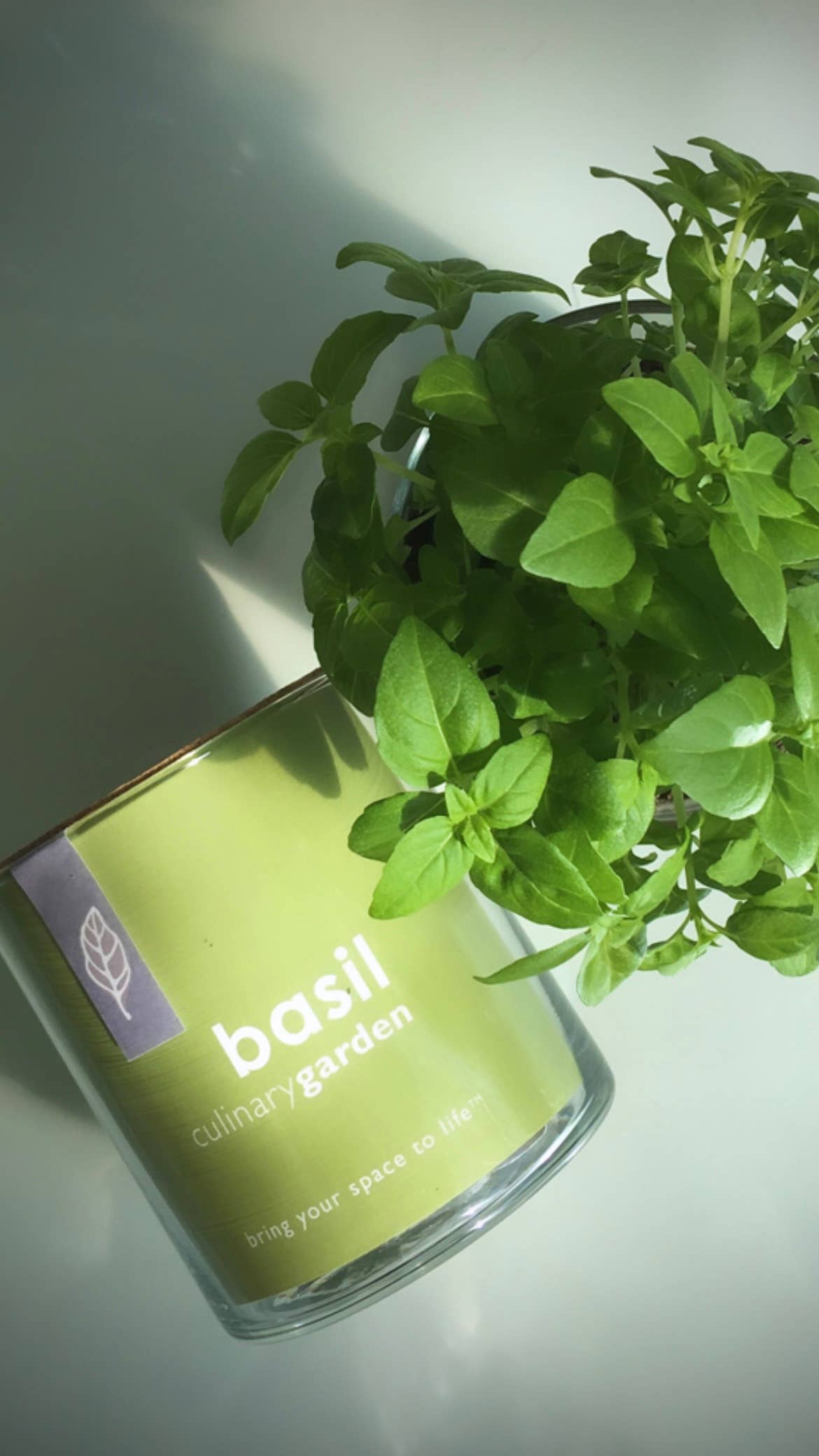 Essential | Basil Culinary Essential