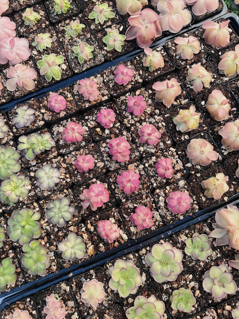 2" Pinguicula (Butterwort) Carnivorous Plant