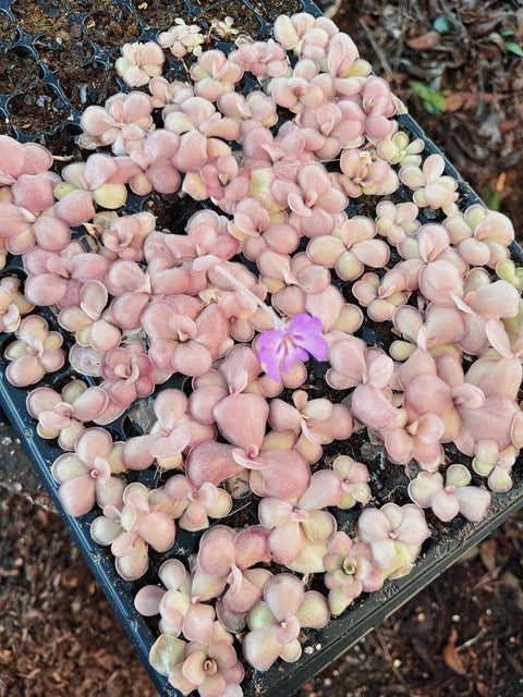 2" Pinguicula (Butterwort) Carnivorous Plant
