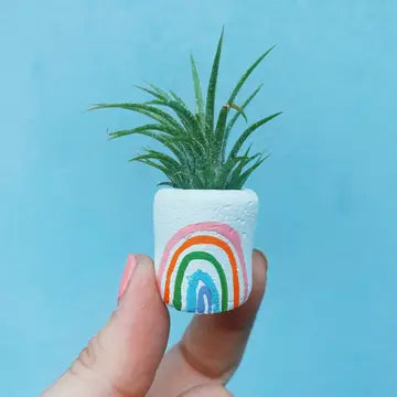 Mini Air Plant Holder with Air Plant