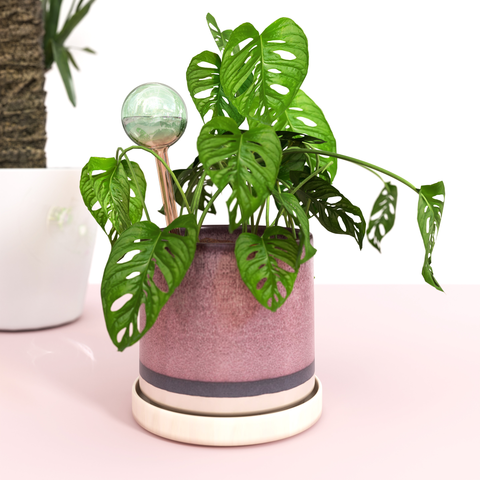 Self-Watering Plant Globes