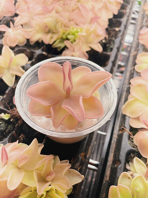 2" Pinguicula (Butterwort) Carnivorous Plant