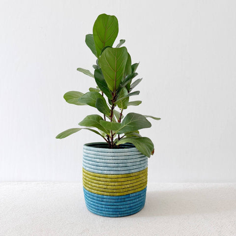 Storage Plant Basket: Kakobe