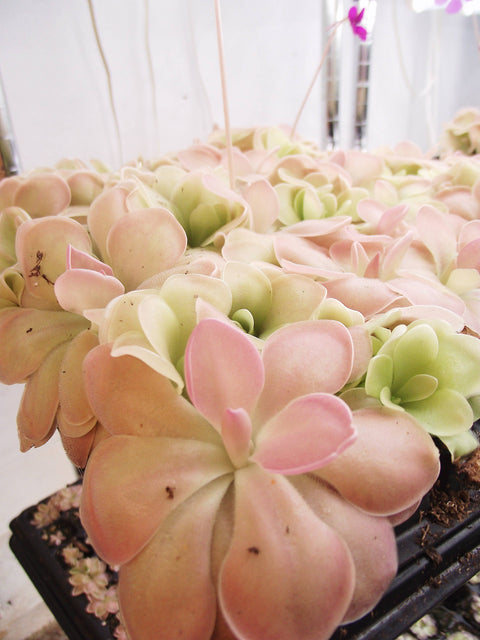 2" Pinguicula (Butterwort) Carnivorous Plant