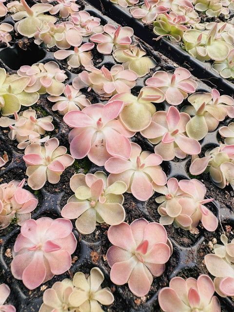 2" Pinguicula (Butterwort) Carnivorous Plant