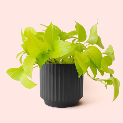 Monroe Planter | Black
